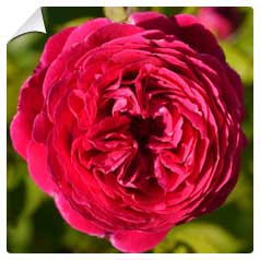 Roseira 'Falstaff'